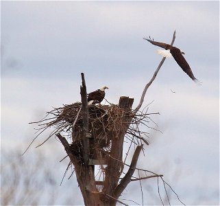 For the second year in a row, Missisquoi NWR provides nesting habitat for bald eagles. Credit: Ken Sturm/USFWS photo