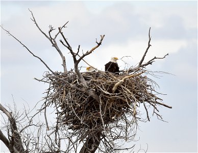 Days from hatching. Photo: Tom Koerner/USFWS