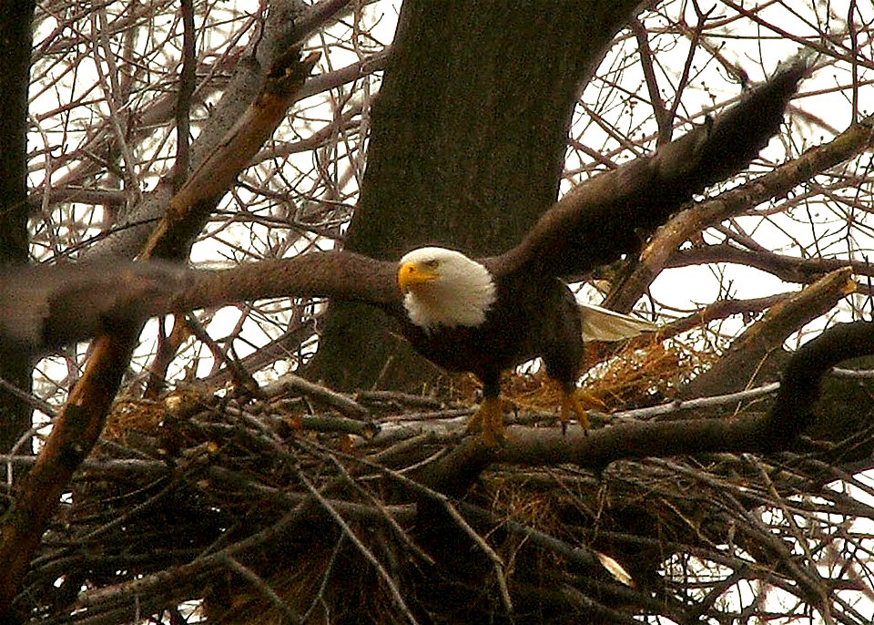 Bald eagle taking flight at John Heinz National Wildlife Refuge in Philadelphia, Pennsylvania.


Credit: Bill Buchanan/USFWS