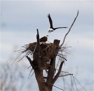 For the second year in a row, Missisquoi NWR provides nesting habitat for bald eagles. Credit: ken sturm/USFWS photo