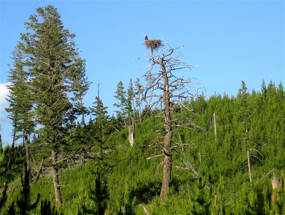 An adolescent bald eagle sitting on a nest (eyrie) in Yellowstone National Park, Wyoming, U.S.A. on July 2nd, 2008.  Without the white feathers on the head, bald eagles that are not fully matured are 