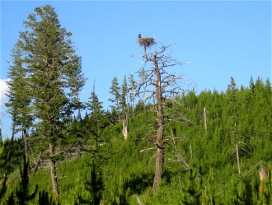 An adolescent bald eagle sitting on a nest (eyrie) in Yellowstone National Park, Wyoming, U.S.A. on July 2nd, 2008.  Without the white feathers on the head, bald eagles that are not fully matured are 