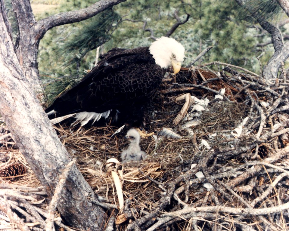 Earth System Science Office scientists have helped find ways to increase populations of the American Bald Eagle by studying the thermal energy balance of eggs. This information will contribute to the 