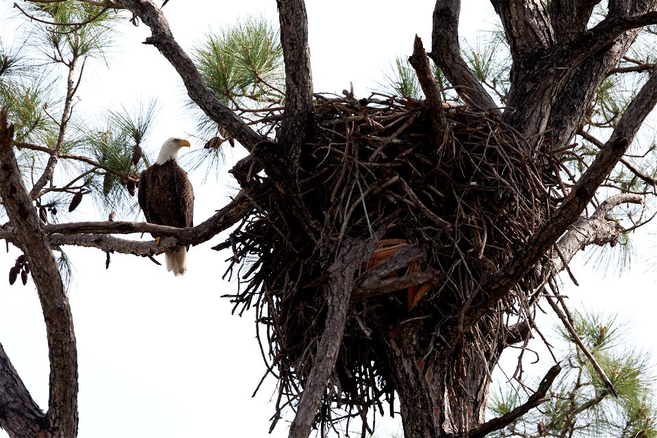 From its perch high up in a pine tree at Merritt Island National Wildlife Refuge in Florida, a bald eagle keeps a watchful eye on its large nest, called an aerie. NASA’s Kennedy Space Center shares bo