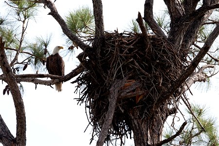 From its perch high up in a pine tree at Merritt Island National Wildlife Refuge in Florida, a bald eagle keeps a watchful eye on its large nest, called an aerie. NASA’s Kennedy Space Center shares bo photo