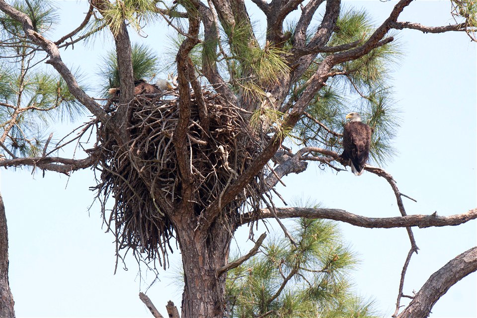 A pair of bald eagles occupy their nest on the Merritt Island National Wildlife Refuge in Florida. NASA's Kennedy Space Center is located on the refuge, which provides a habitat for 330 species of bir