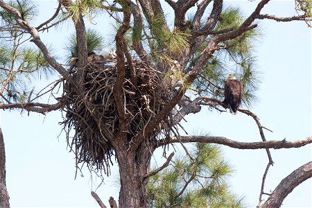 A pair of bald eagles occupy their nest on the Merritt Island National Wildlife Refuge in Florida. NASA's Kennedy Space Center is located on the refuge, which provides a habitat for 330 species of bir photo