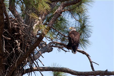 A bald eagle watches over its nest on the Merritt Island National Wildlife Refuge in Florida. NASA's Kennedy Space Center is located on the refuge, which provides a habitat for 330 species of birds, i