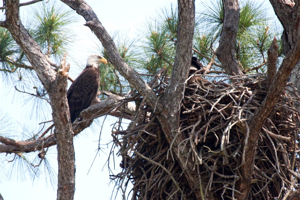 A bald eagle watches over its nest on the Merritt Island National Wildlife Refuge in Florida. NASA's Kennedy Space Center is located on the refuge, which provides a habitat for 330 species of birds, i