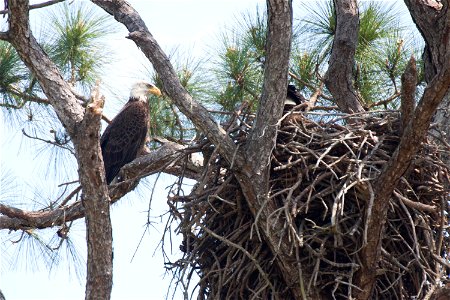 A bald eagle watches over its nest on the Merritt Island National Wildlife Refuge in Florida. NASA's Kennedy Space Center is located on the refuge, which provides a habitat for 330 species of birds, i photo