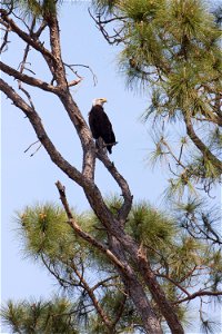 A bald eagle perches in a pine tree near its nest on the Merritt Island National Wildlife Refuge in Florida. NASA's Kennedy Space Center is located on the refuge, which provides a habitat for 330 spec photo