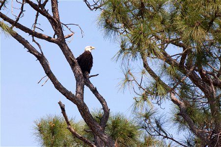 A bald eagle rests in a pine tree near its nest on the Merritt Island National Wildlife Refuge in Florida. NASA's Kennedy Space Center is located on the refuge, which provides a habitat for 330 specie