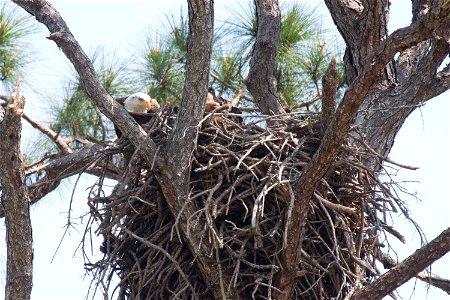A pair of bald eagles occupy their nest on the Merritt Island National Wildlife Refuge in Florida. NASA's Kennedy Space Center is located on the refuge, which provides a habitat for 330 species of bir