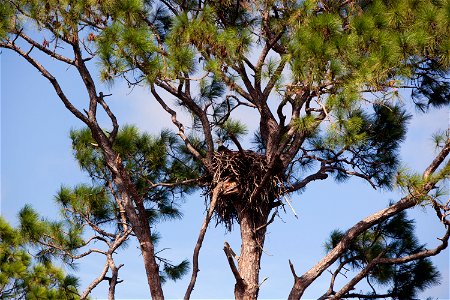 A bald eagle perches in its nest in a tree at NASA's Kennedy Space Center in Florida near the Merritt Island National Wildlife Refuge (MINWR). The bird is one of more than 330 native and migratory bir photo
