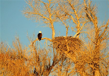 Bald eagles begin nesting on Seedskadee NWR when winter still grips the landscape. This pair has been repairing its nest since early February and the famale started incubating its first egg about Feb photo
