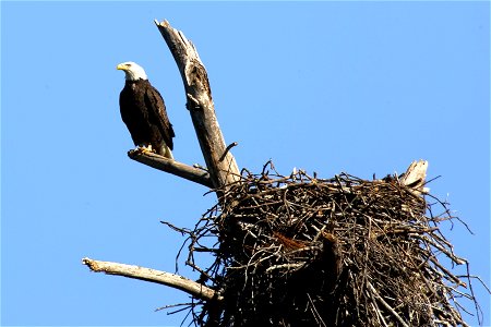 A bald eagle perched at Sam D. Hamilton Noxubee National Wildlife Refuge. Photo by USFWS. photo