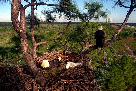 This is one in a series of remarkable photos documenting the daily lives of two of KSC's most famous residents: The Southern Bald Eagles which inhabit an enormous nest on the Kennedy Parkway North. Ea photo