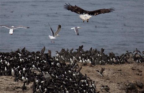 A bald eagle prepares to pick off a common murre from Colony Rock in Oregon Islands National Wildlife Refuge, OR. 

Photo: Roy W. Lowe/USFWS