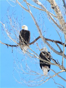 Two eagles sit in a cottonwood tree along Flat Creek on the National Elk Refuge. Credit: Lori Iverson / USFWS photo