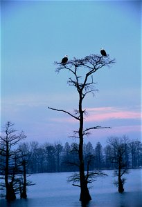 Bald Eagles at Reelfoot National Wildlife Refuge photo