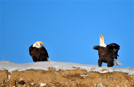 Photo: Tom Koerner/USFWS