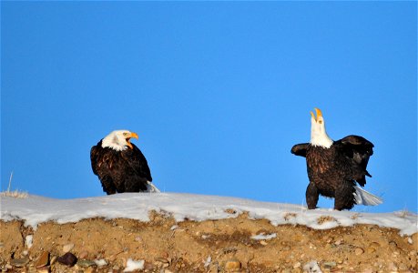 Photo: Tom Koerner/USFWS photo