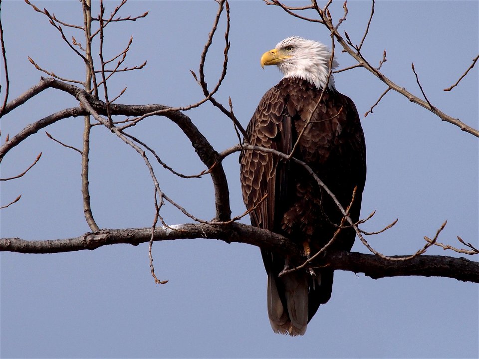A mature Bald Eagle (Haliaeetus leucocephalus) perched on a branch. Photo taken with an Olympus E-5 in Livingston County, KY, USA.Cropping and post-processing performed with Adobe Lightroom.
