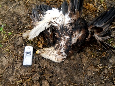One of two bald eagles were found dead in a field about 50 yards apart near Martinez Rd. in Thibodaux, LA. Poisoning is suspected. A GPS unit was placed near it as a size reference. Public Domain Pho photo