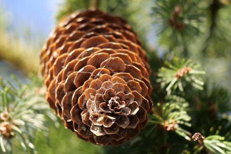 Nature forest advent