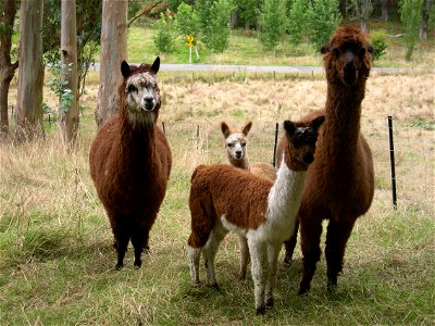 Image title: Alpacas animals vicugna pacos
Image from Public domain images website, http://www.public-domain-image.com/full-image/fauna-animals-public-domain-images-pictures/alpacas-and-llamas-public-