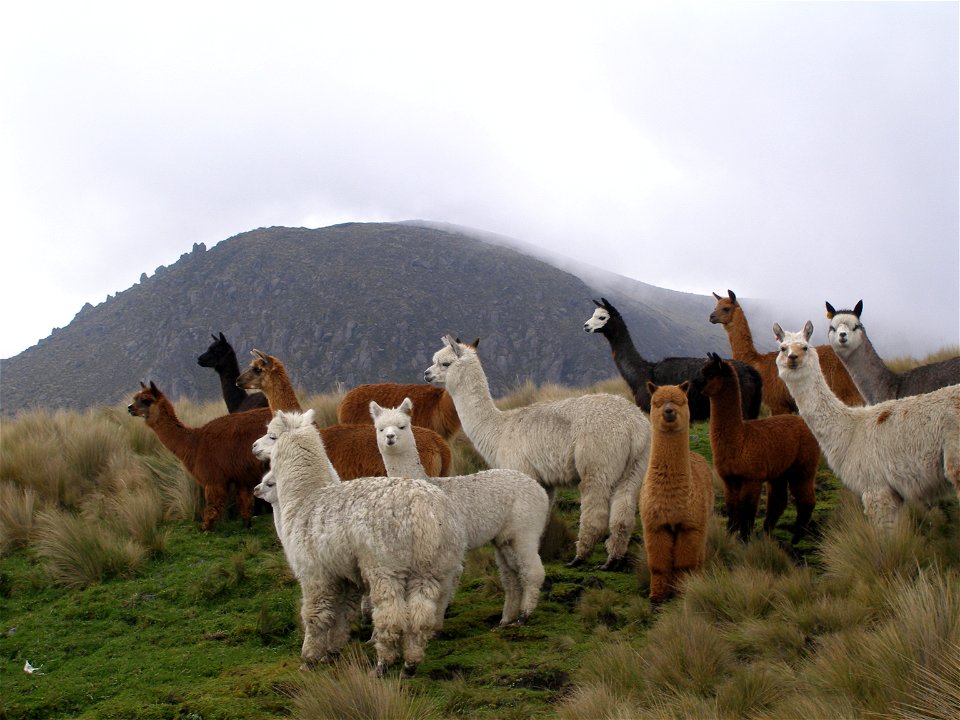 A picture of alpacas in Ecuador.