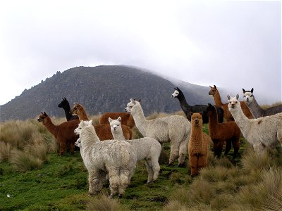 A picture of alpacas in Ecuador.