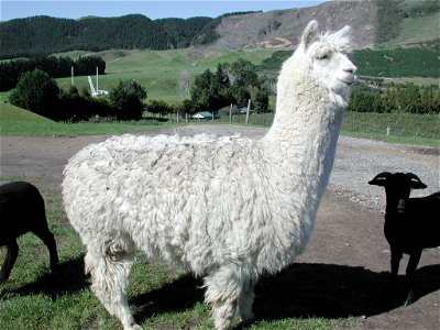 Fluffy white alpaca at Agrodome near Rotorua, New Zealand. photo