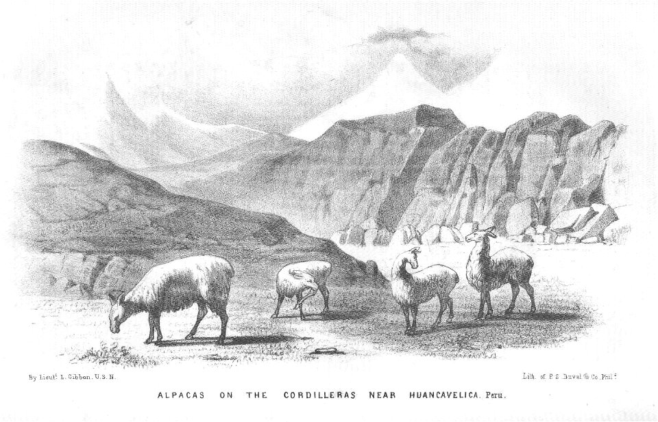 Alpacas on the Cordilleras near Huancavelica, Peru
Subject: Alpaca, Cordilleras (Peru)
Geographic Subject: Peru--Cordilleras
Tag: Wildlife