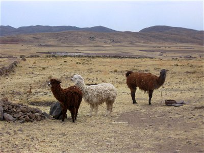 Lama und 2 Alpakas im Altiplano