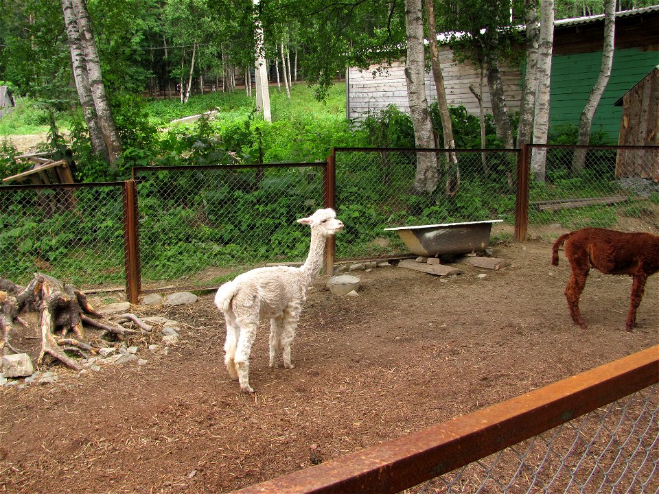 Alpaca in the Zoo of Yuzhno-Sakhalinsk