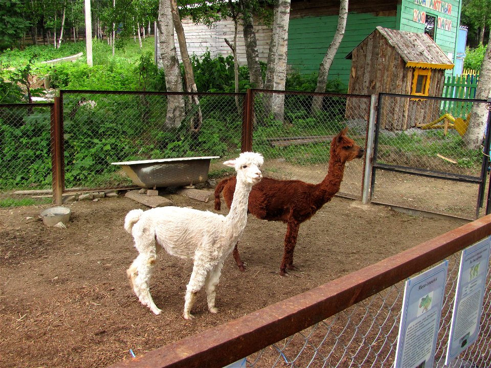Alpaca in the Zoo of Yuzhno-Sakhalinsk