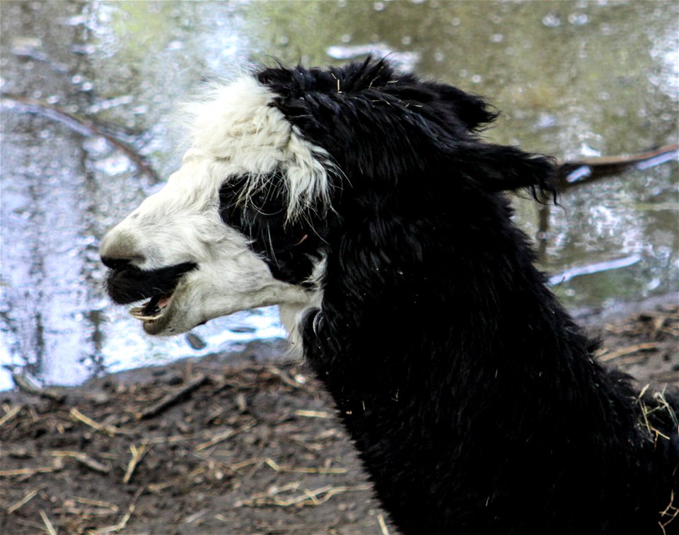 Lamalabel QS:Len,"Lama"
label QS:Lhu,"Nyíregyházi Állatpark, láma"