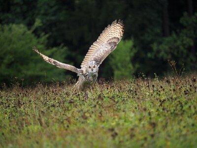 Owl siberian flight wings photo