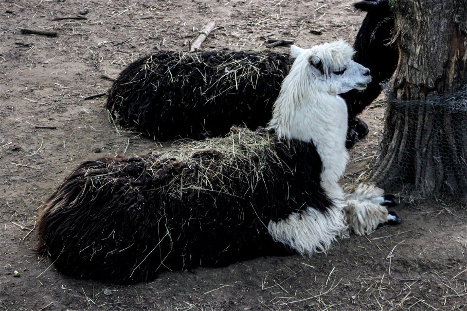 Nyíregyháza Zoo, lamaslabel QS:Len,"Nyíregyháza Zoo, lamas"
label QS:Lhu,"Nyíregyházi Állatpark, lámák"