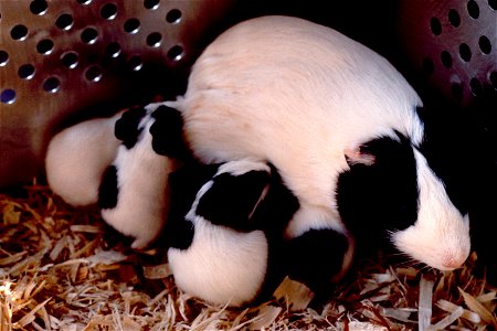 Guinea Pig Description An adult, black and white guinea pig with three young. Topics/Categories Animals Type Color, Photo Source National Cancer Institute photo