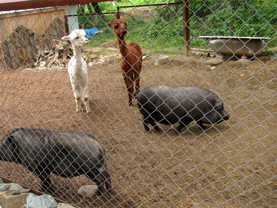 Pot-bellied pigs and Alpacas in the Zoo of Yuzhno-Sakhalinsk