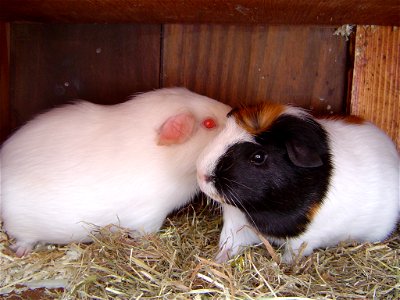 My guinea pig Ajax (right), and his mate Flower (left)(before they gave birth!) photo