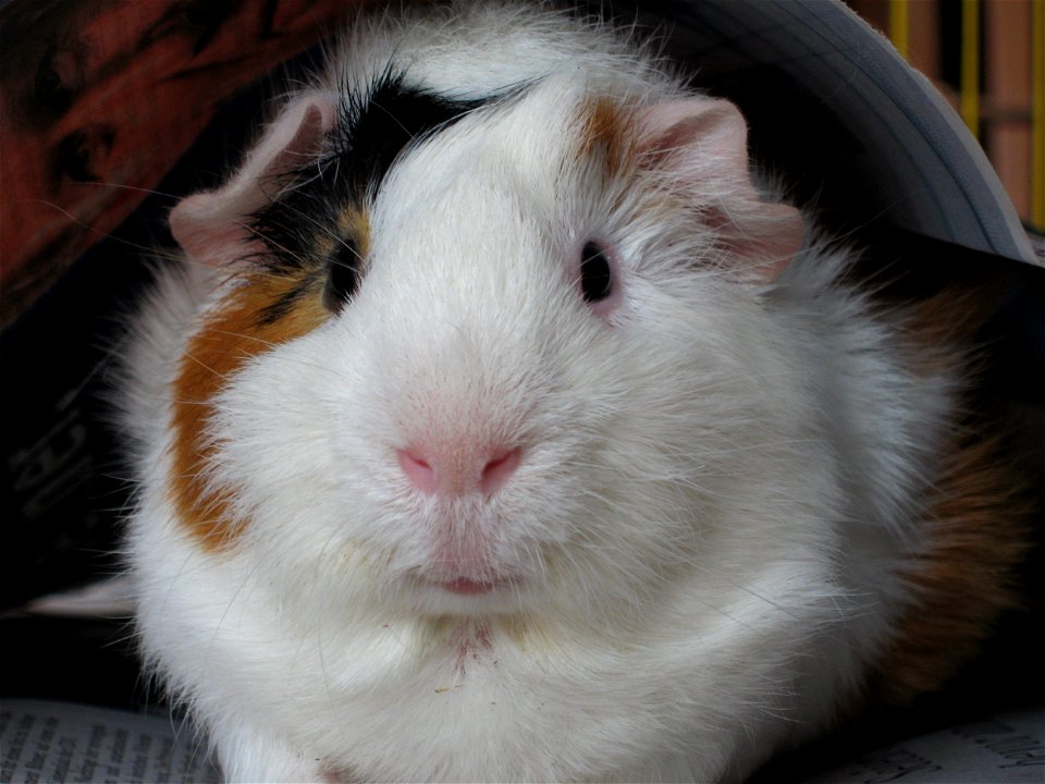 Unser Meerschweinchen / Our Guinea Pig