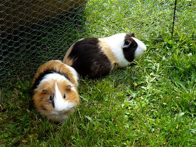 Female and male guinea pig photo
