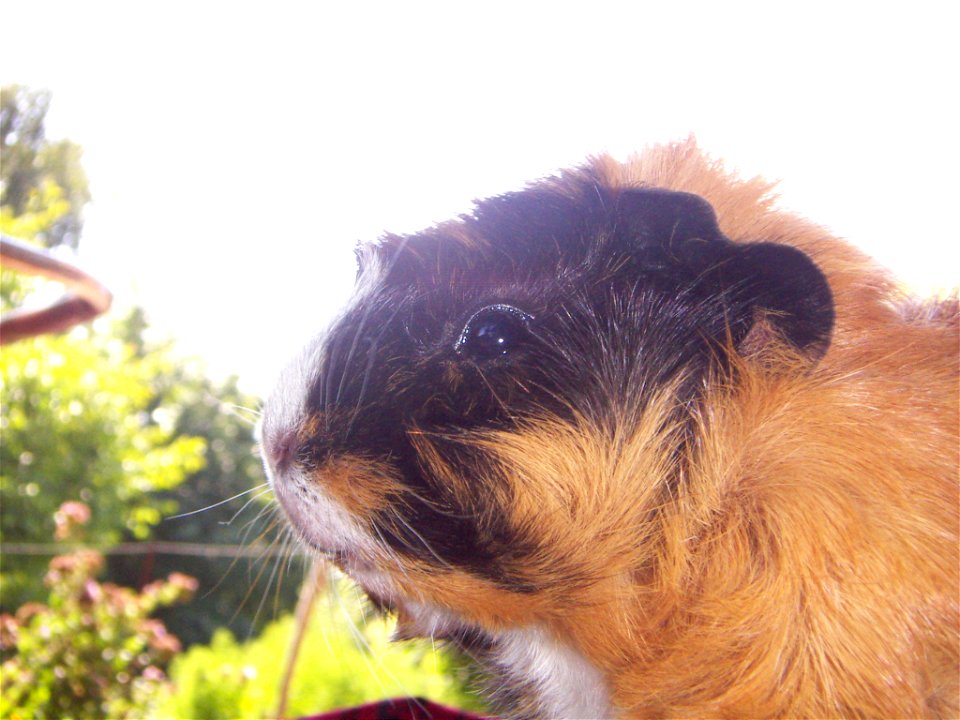 Guinea pig close-up photo