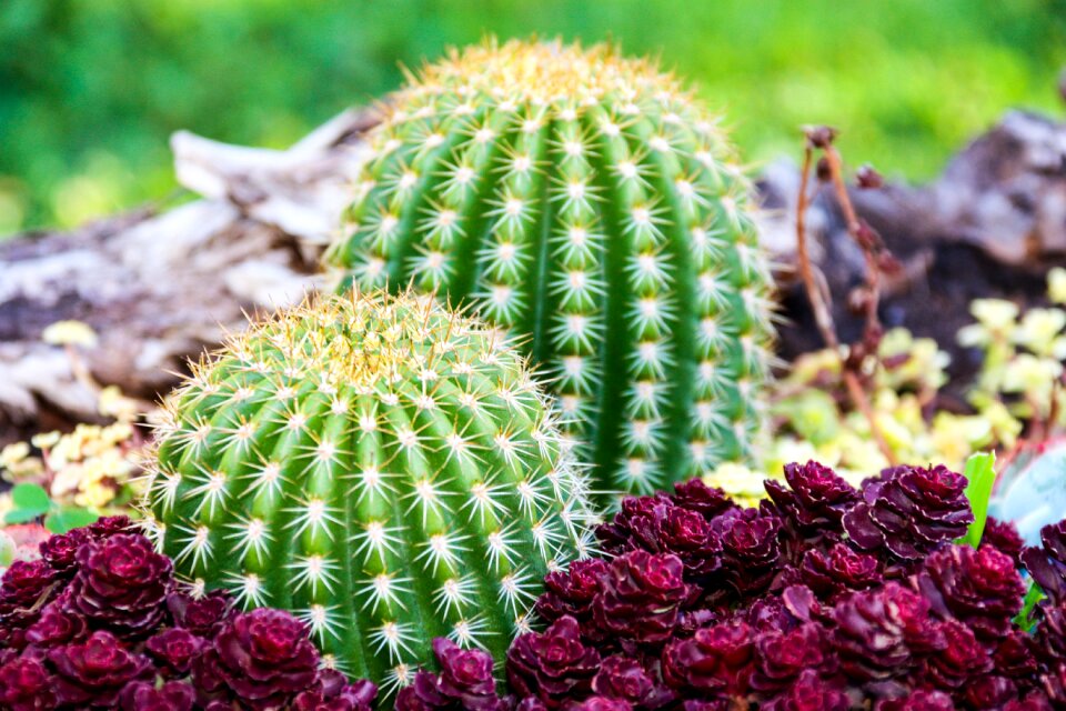 Garden cactus prickly