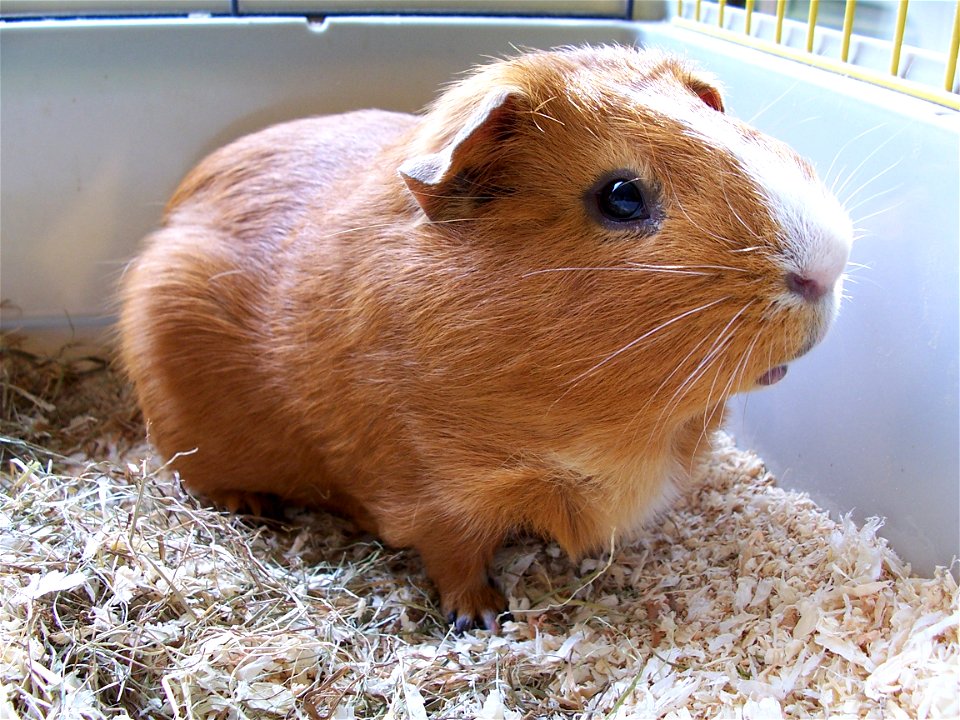 Joep the guinea pig (Cavia porcellus). 

Self made picture.
cf. Image:Cavia.jpg