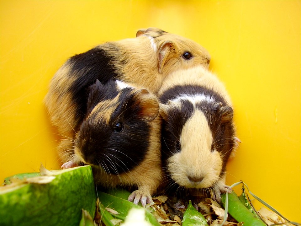 three young guinea pigs, huddling up in a corner is typical for shy youngsters