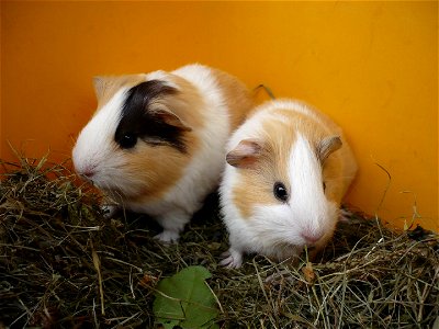 two young guinea pigs